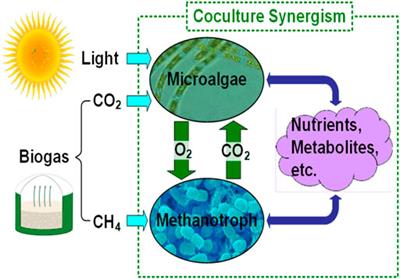 A Microalgae-Methanotroph Coculture is a Promising Platform for Fuels and Chemical Production From Wastewater